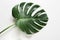 Single leaf of Monstera plant on white background. Close up, isolated with copy space.