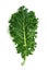 Single leaf of organic green kale on white background