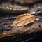 a single leaf sits on top of a log