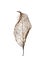 Single leaf skeleton with no background