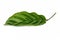 Single leaf of tropical `Calathea Concinna Freddie` house plant on white background