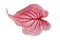 Single leaf of tropical pink `Caladium Florida Sweetheart` plant on white background