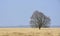 Single leafless bare tree in field