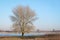 Single leafless tree on the banks of a Dutch river