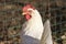 Single Leghorn chicken close up, in a free range farm.