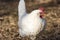 Single Leghorn chicken close up, in a free range farm.