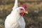 Single Leghorn chicken close up, in a free range farm.