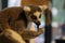 Single lemur - close-up on head