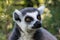 Single lemur close up, looking curious