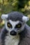 Single lemur close up, looking pensive