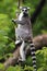 Single Lemur Katta - Ring-tailed Lemur in zoological garden