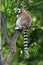 Single Lemur Katta - Ring-tailed Lemur in zoological garden