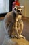 Single lemur sitting on wooden log