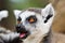 Single Lemur staring directly at camera