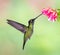 Single Lesser Violetear or mountain violet-ear feeds on nectar of Costa Rican flower