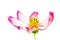 Single light purple and pink wild flower â€œWild Cosmos Flowerâ€ Cosmos bipinnatus blooming during Spring and Summer closeup