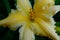 A single light yellow lily flower, close up. Macro brown-orange stamens and pistil. Blooming yellow lily growing for