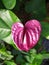 A single lilac Anthurium flowers. Un flor Anturiana morada