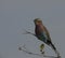 Single lilac brested Roller bird, Coraciidae