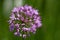 Single lilac flower of blooming allium in garden on green background