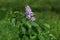 Single lilac flower after the rain.