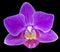 Single lilac orchid flower isolated on black