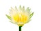 Single lily lotus bud flowers white petal with colorful yellow pollen begins blooming isolated on background with clipping path