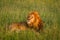 Single lion in sunset light on african savannah