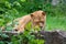 A single lioness lies attentively in the short  grass