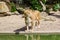 Single lioness on sand