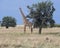 Single lioness stalking a giraffe