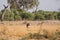 A single lioness standing in the grass of Savuti