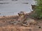 Single lions laying on the ground