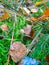 Single little brown mushroom in long grass