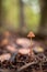Single little brown wild mushroom in the forest