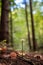 Single little brown wild mushroom in the forest