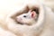 Single little cute decorative rat pet on white fluffy background.