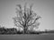 Single lone black and white tree alone in a field