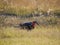 Single lone male African southern ground hornbill feeding in high grass, safari in Moremi NP, Botswana