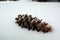 Single Lone Pine Cone In a Pile of Snow