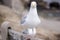 Single lone seagull perched on a bench