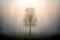 Single lone tree silhouette standing alone in moody foggy mist field at break of dawn with ethereal sun light rays shining down