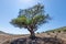 Single lonely green tree growing in Morocco