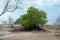 Single lonely mangrove tree on the deforested mangrove forest beach during low tide period, Endau, Malaysia