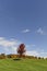 Single lonely maple trees and low horizon panoramic landscape with a  blue sky isolated in the middle of the green grass field