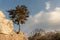 Single lonely pine forest tree