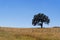 Single lonely tree in a brown grass field