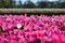 A single lonely white tulip in a field of pink tulips