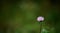 A single lonesome red clover flower