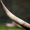 Single long horn of watussi cattle, abstract